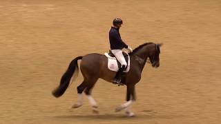 Dressage Unwrapped  2019 Olympia The London International Horse Show [upl. by Ylrebmek109]