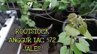 MENGENAL ROOTSTOCK ANGGUR IMPORT IAC 572 JALES [upl. by Tichonn967]