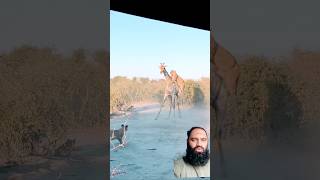 Loin attack on giraffe 😮 wildlife animals animalvideos shortsfeed lion safari giraffe [upl. by Vez]