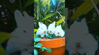 Baby rabbits resting in a flower pot shorts rabbit trending shortvideo anime [upl. by Skiest]