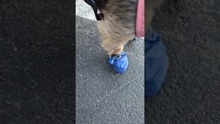 Pipers new shoes dogshoes [upl. by Jephthah384]