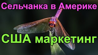 Сельчанка в АмерикеСША маркетинговый ход сельчан [upl. by Howie]