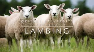 Writtle University College  Lambing 2022 [upl. by Rehptosirhc]