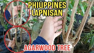 PHILIPPINES LAPNISAN AGARWOOD TREE THE MOST EXPENSIVE WOOD THE quotWOOD OF GODquot [upl. by Niwled]