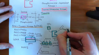 The PI3K  Akt  mTOR Pathway Part 6 [upl. by Mohl]