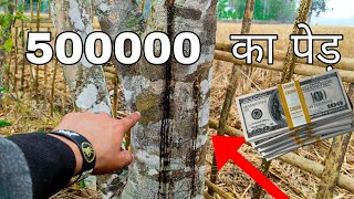 500000 Ka Tree  Agarwood Plantation [upl. by Ace519]