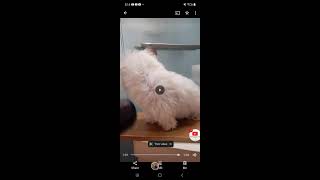 Hair dyer dog shihtzu dyer doglover [upl. by Cherlyn724]