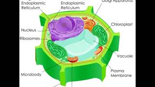 What is Etiolation [upl. by Teahan]