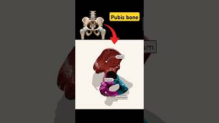 Pelvis Bone part shortsvideo anatomy pubis viral [upl. by Lletnahc]