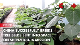 China Successfully Breeds Tree Seeds Sent into Space on Shenzhou16 Mission [upl. by Yuhas529]