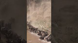 The Great Migration in the Maasai Mara Africa Wildebeest Cross the Mara River [upl. by Hterag]