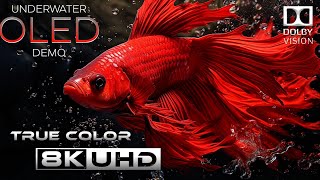 MindBlowing Underwater World OLED Demo in Stunning 8K HDR [upl. by Aneda537]