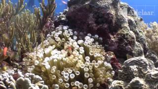 Satonda  Diving Between Bali and Komodo  Part I [upl. by Avevoneg]