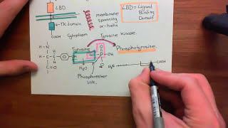 Receptor Tyrosine Kinases Part 1 [upl. by Ahrendt270]