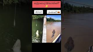 මතු වෙන විදිය තමයි ගැම්ම 🇱🇰❤️ Alligetor vs crocodile  shorts srilanka india viralvideo [upl. by Pomfret627]