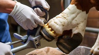 Cow Hoof Trimming  Cow Hooves Trim [upl. by Llevron182]