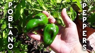 Ancho Poblano Peppers Pasilla Peppers Harvest [upl. by Vigor]