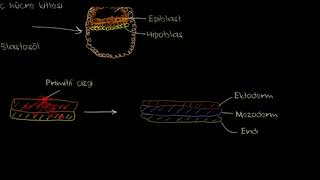 Erken Embriyogenez  Yarıklanma Blastulasyon Gastrulasyon ve Nörulasyon Biyoloji [upl. by Puritan]