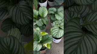 Buying a Calathea Orbifolia for the first time in 2 years Can I keep it alive plantshopping [upl. by Ayhay]