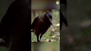 Why does the crow go to the anthill experiment facts science scienceexperiments physics shorts [upl. by Larochelle]