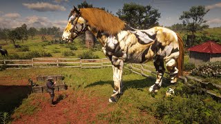 Red Dead Redemption 2  John Marston Caught Gold Flower Horse [upl. by Darnall]