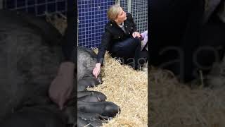 Sophie Duchess of Edinburgh petting cute baby pigs shorts royals [upl. by Lasala]