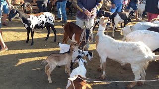 FEIRA DE BODE E OVELHAS EM CAMPINA GRANDEPB 11092024 [upl. by Tavis]