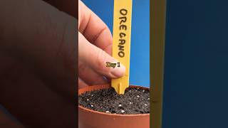 Growing Oregano from Seed [upl. by Anead]