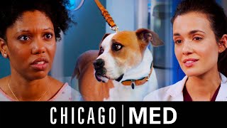 Loyal Dog Bites Owner To Warn Her She Has Cancer  Chicago Med [upl. by Annayhs798]