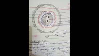 part 01best cycas notesfull explanationbsc 1st year [upl. by Keryt]