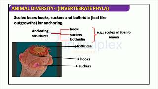 Phylum Ctenophora [upl. by Jacklin706]