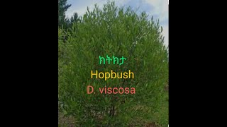 Ethiopian Plants  ክትክታ  Dodonaea viscosa [upl. by Crawley]