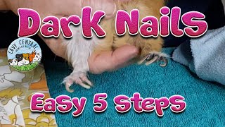 Guinea pig Cutting of Dark Nails 5 fail safe steps  Lyn from Cavy Central [upl. by Mixie]