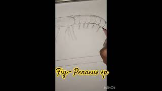 Fig penaeus sp likeandsubscribe drawing art comments likeforlikes [upl. by Hajar395]