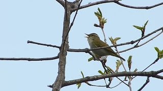 センダイムシクイの鳴き声。quotPhylloscopus coronatusquot [upl. by Nitaf]