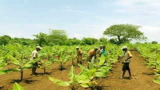 Starting a Business  How to Start a Business Banana Farm and Banana Plantation [upl. by Cruce304]