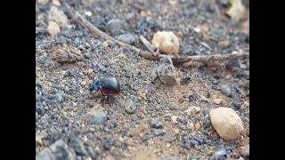 Escarabajo Chrysolina lucidicollis grossepunctata Las Cabreras Oct22 [upl. by Eresed44]