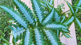 Silver Lace Fern   SHADE LOVING PLANT  BUHAYMOTHER [upl. by Rodney]