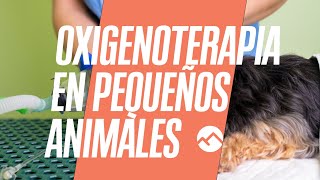 Oxigenoterapia en pequeños animales  Webinar gratuito [upl. by Herald]