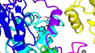 RING E3 ubiquitin ligase [upl. by Bashemath]