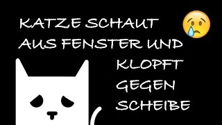 Katze schaut aus Fenster und klopft gegen Scheibe  traurig [upl. by Keeler]