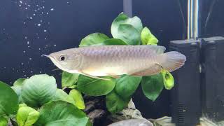 After Water Change Young BBXB Arowana fish [upl. by Ttezzil]