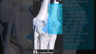 Visual Anatomy 3D  Facts about the Medial patellar retinaculum [upl. by Sheryle]