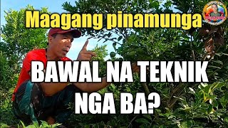 GUMAMIT AKO NG BAWAL NA TECHNIQUE SA MAAGANG PABUNGA SA CALAMANSI [upl. by Amaleta961]