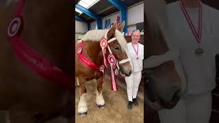 Los Caballos de Jutlandia  Jutland Horse horse shorts nature amazing horse [upl. by Atig241]