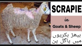 SCRAPIE IN SHEEP AND GOATNERVOUS SYSTEM DISEASEPATHOGENESISTREATMENTBY DR RIZWAN JAMAL [upl. by Yelime105]