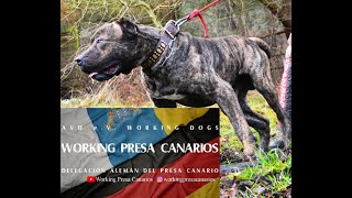 Chuto de Reganados Kennels big Presa Canario starts AVDTraining 2022 [upl. by Amjan485]