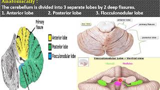 11 Motor function of cerebellum cerebellar dysfunction tremors mp4 [upl. by Artimas256]