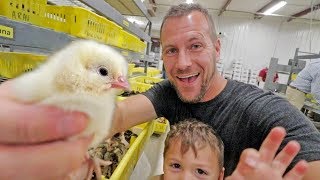 The Ultimate Hatchery Tour of McMurray Hatchery [upl. by Ibloc]