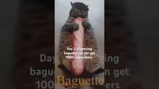 Baguette cat Day 3 [upl. by Theodore8]